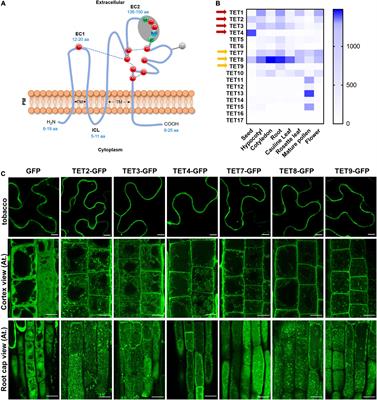 Arabidopsis Tetraspanins Facilitate Virus Infection via Membrane-Recognition GCCK/RP Motif and Cysteine Residues